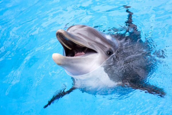 DOLPHIN ADVENTURE
