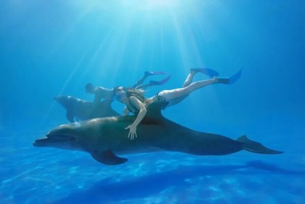 Dolphin Signature puerto vallarta