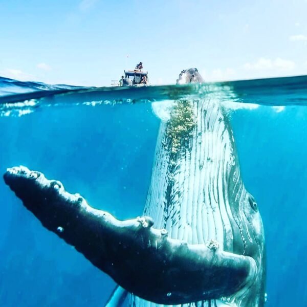 avistamiento de ballenas en puerto vallarta