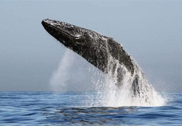 Avistamiento de ballenas en puerto vallarta