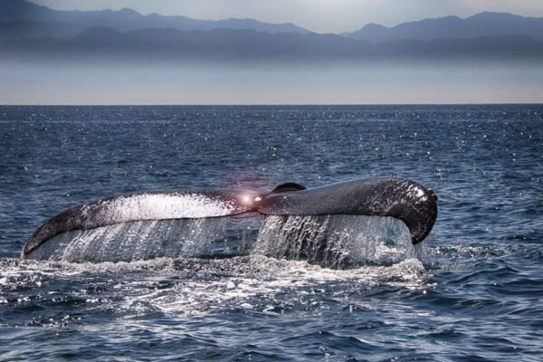 Avistamiento de ballenas en puerto vallarta
