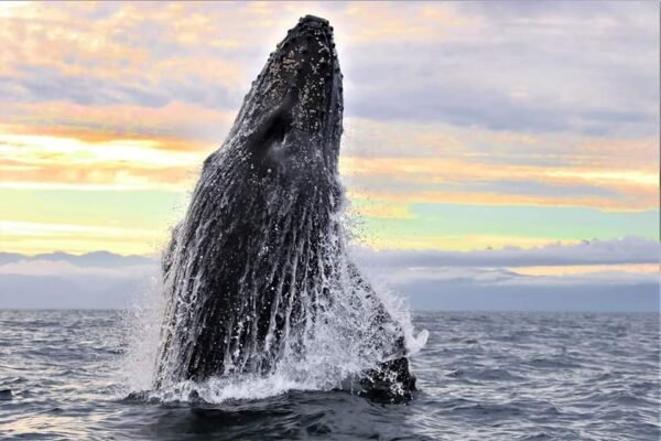Avistamiento de ballenas en puerto vallarta