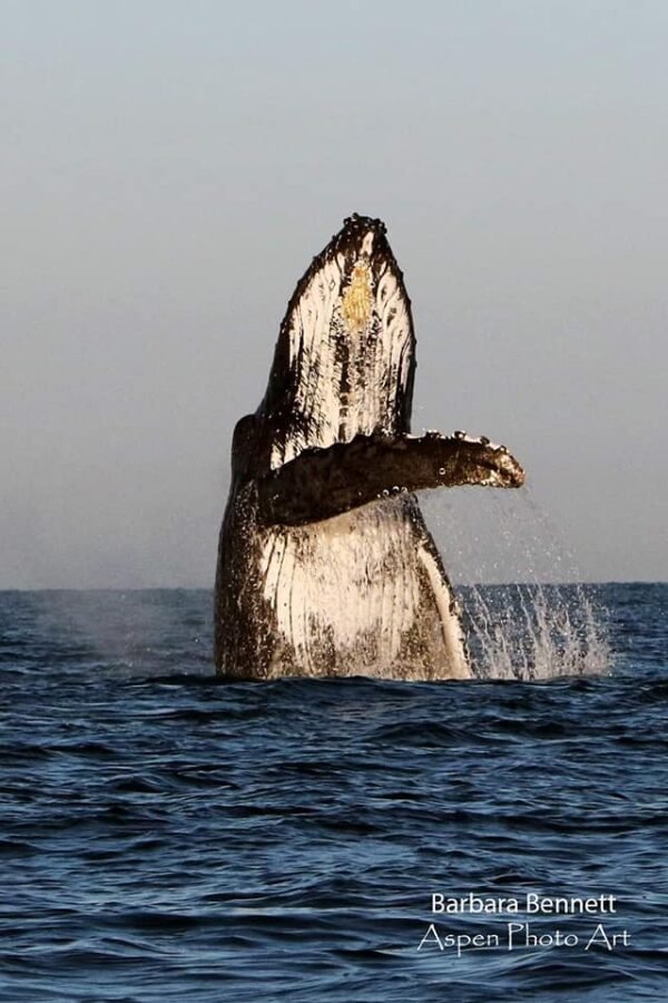 Avistamiento de ballenas en puerto vallarta