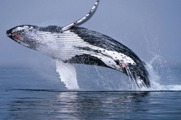 avistamiento de ballenas en puerto vallarta