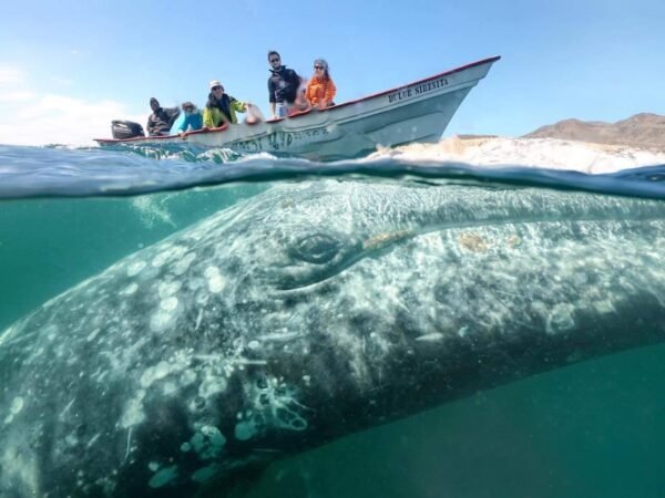 avistamiento de ballenas en puerto vallarta