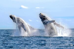 Whale watching Puerto Vallarta